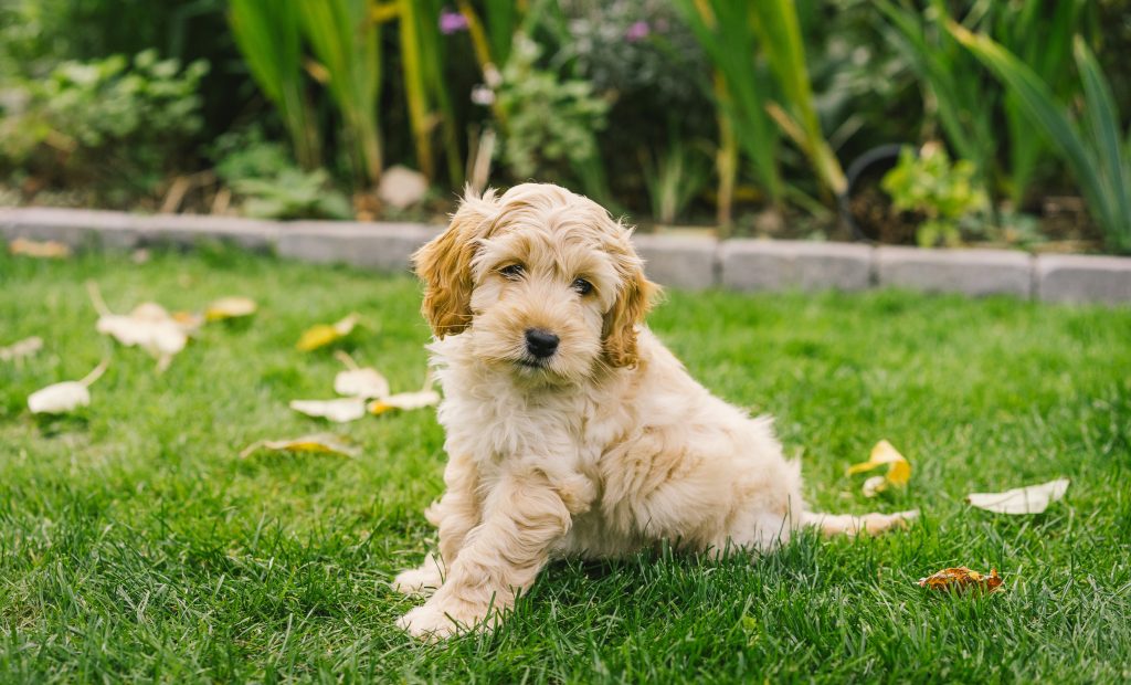 Golden Cockapoo puppy