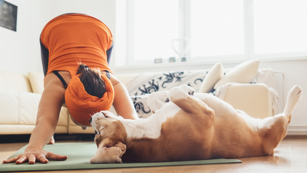dog yoga 1000 x 565 dog yoga 1000 x 565